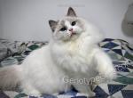Barnabus - Ragdoll Cat For Sale - Tuscaloosa&comma; AL&comma; US
