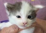 PE1 - Maine Coon Kitten For Sale - Perry&comma; FL&comma; US