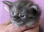 1PE - Maine Coon Kitten For Sale - Perry&comma; FL&comma; US