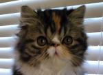 Lil Missy is Adorable    AKA Mz Okapi - Persian Kitten For Sale - Bonita Springs&comma; FL&comma; US
