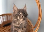Jonh - Maine Coon Kitten For Sale - Wilmington&comma; DE&comma; US