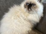 Betty Sue - Persian Kitten For Adoption - Saint Johnsbury&comma; VT&comma; US