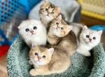 Stacy new kittens - Scottish Fold Kitten For Sale - Kent&comma; WA&comma; US
