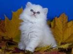 Zitta - Scottish Straight Kitten For Sale - Hollywood&comma; FL&comma; US