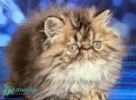 Vesta - Persian Kitten For Sale - Pembroke Pines&comma; FL&comma; US