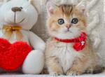 Lilly - Munchkin Kitten For Sale - Pembroke Pines&comma; FL&comma; US