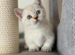 Smile - Munchkin Kitten For Sale - Pembroke Pines&comma; FL&comma; US