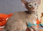 Flora - Oriental Kitten For Sale - Pembroke Pines&comma; FL&comma; US