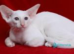 Maks - Oriental Kitten For Sale - Pembroke Pines&comma; FL&comma; US