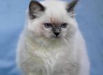 Minnie - Ragdoll Kitten For Sale - Norwalk&comma; CT&comma; US