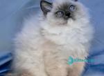 Milo - Ragdoll Kitten For Sale - 