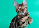 Lincoln - Bengal Kitten For Sale - Norwalk&comma; CT&comma; US