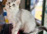 Cupcake - Maine Coon Kitten For Sale - Roseboro&comma; NC&comma; US