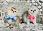 Maya babies - Scottish Fold Kitten For Sale - Kent&comma; WA&comma; US