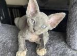 F1 and F2 Sphynx Devon Rex - Sphynx Kitten For Sale - Saint Petersburg&comma; FL&comma; US