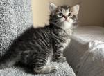 Benny - Siberian Cat For Sale - North Port&comma; FL&comma; US