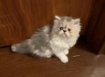 Candy - Persian Kitten For Sale - Dearborn&comma; MI&comma; US