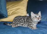 Autumn - Bengal Kitten For Sale - Baldwin&comma; MI&comma; US