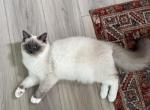 Dunya - Ragdoll Kitten For Sale - Columbus&comma; OH&comma; US