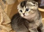Cristi - Scottish Fold Kitten For Sale - Bergenfield&comma; NJ&comma; US