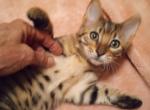 Tyson - Bengal Kitten For Sale - 