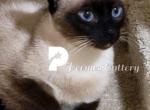 Thai Kittens Wichienmaat Siamese - Siamese Kitten For Sale - Poulsbo&comma; WA&comma; US