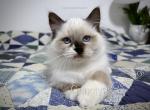 Honoria - Ragdoll Kitten For Sale - Tuscaloosa&comma; AL&comma; US