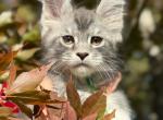 Algaea - Maine Coon Kitten For Sale - Rogersville&comma; MO&comma; US