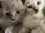 Half Siamese - Siamese Kitten For Sale - Leominster&comma; MA&comma; US