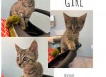 Lost girls play on lost boys - European Shorthair Kitten For Sale - Denver&comma; NC&comma; US