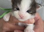 1Dark Green Tag - Maine Coon Kitten For Sale - Perry&comma; FL&comma; US