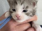 Z Blue Tag - Maine Coon Kitten For Sale - Perry&comma; FL&comma; US