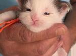 Z Orange Tag - Maine Coon Kitten For Sale - Perry&comma; FL&comma; US