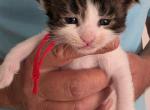 Z Red Tag - Maine Coon Kitten For Sale - Perry&comma; FL&comma; US