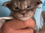 Z White Tag - Maine Coon Kitten For Sale - Perry&comma; FL&comma; US