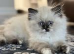 Sophie Christmas Litter C - Himalayan Kitten For Sale - Tampa&comma; FL&comma; US