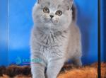 Uliya - British Shorthair Kitten For Sale - Pembroke Pines&comma; FL&comma; US