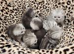 Bella's 3rd tabby - Scottish Fold Kitten For Sale - Grove City&comma; OH&comma; US
