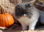 CFA registered Knitstitch Whiskers - Persian Kitten For Adoption - Raphine&comma; VA&comma; US
