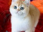 Felix - British Shorthair Kitten For Sale - Norwalk&comma; CT&comma; US
