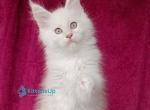 Win - Maine Coon Kitten For Sale - Hollywood&comma; FL&comma; US