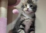 Toby - Maine Coon Kitten For Sale - Hollywood&comma; FL&comma; US
