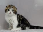 Marsel - Scottish Fold Kitten For Sale - Hollywood, FL, US