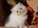 CFA registered Knitstitch Queen - Persian Kitten For Adoption - Raphine&comma; VA&comma; US