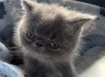 Exotics adorable blue - Exotic Kitten For Sale - Palm Coast&comma; FL&comma; US