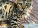 Pepper - Bengal Kitten For Sale - Bridgeton&comma; NJ&comma; US