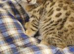 Little John - Highlander Kitten For Sale - Bridgeton&comma; NJ&comma; US