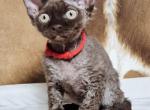 Late - Devon Rex Kitten For Sale - Brooklyn&comma; NY&comma; US