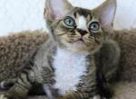 Cub - Devon Rex Kitten For Sale - Brooklyn&comma; NY&comma; US