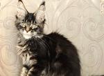 Katana - Maine Coon Kitten For Sale - Hollywood&comma; FL&comma; US